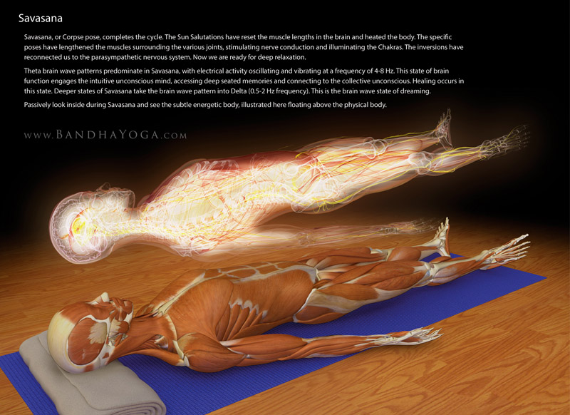 Savasana Sublte Body - This image is from the The Key Poses of Yoga in the Scientific Keys book series.